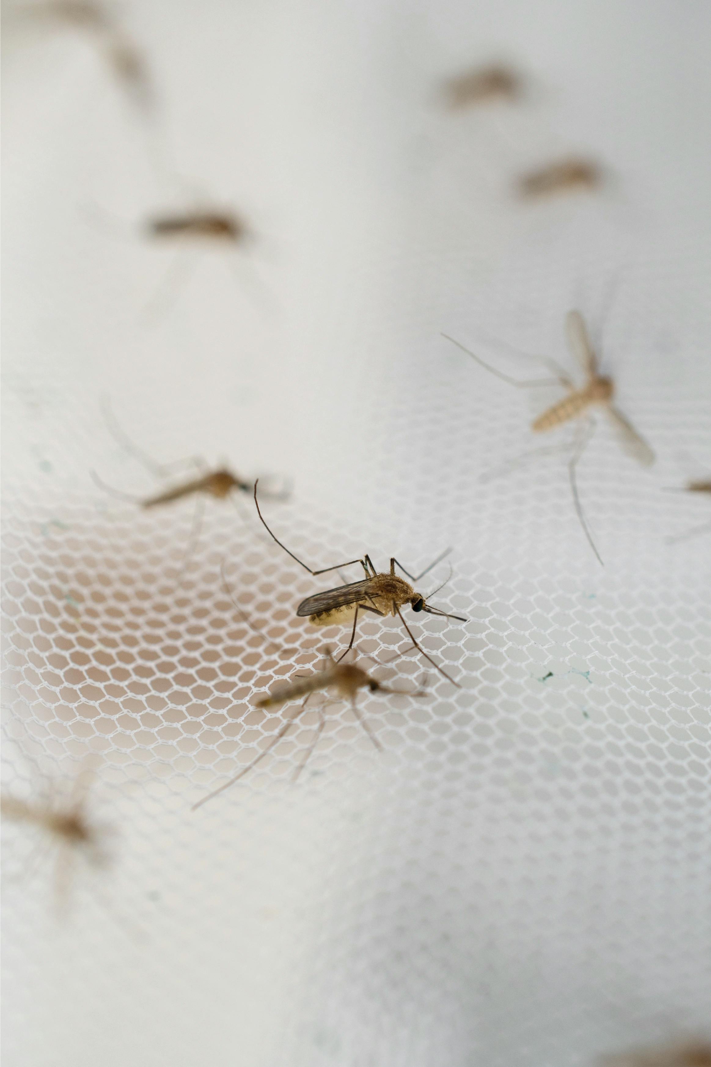 Malaria und Coviderkenntnisse