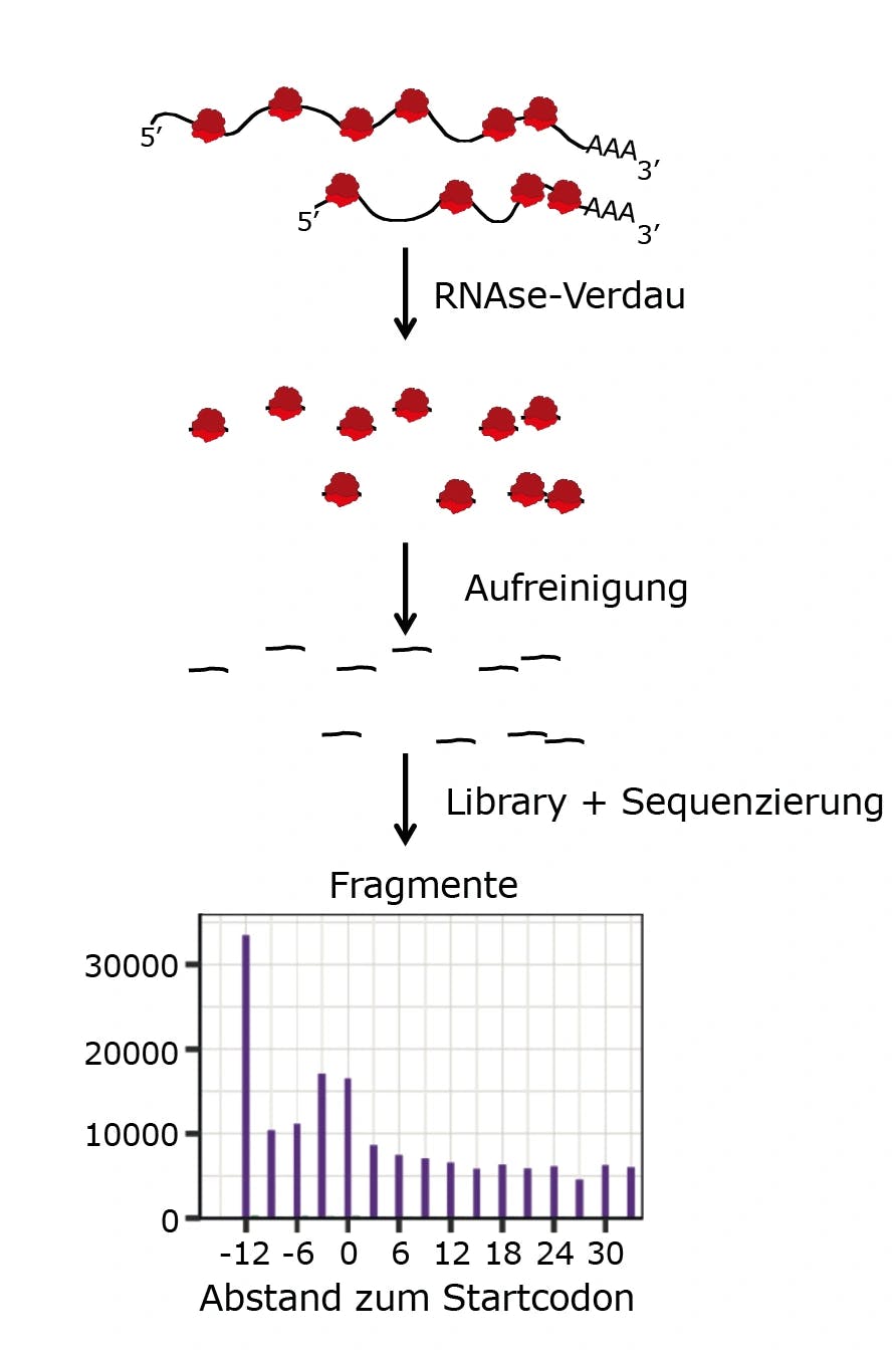 Trendbericht Biochemie: Ribosomenprofiling