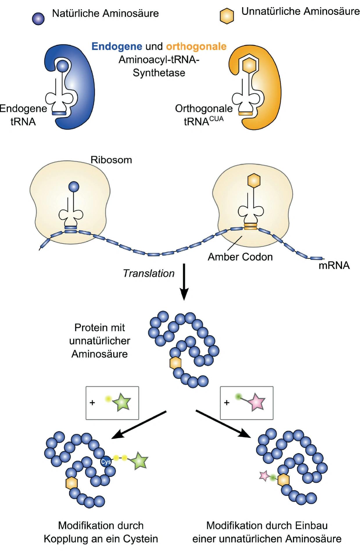 Trendbericht Biochemie Teil 2: Strukturaufklärung peptidbindender GPCRs