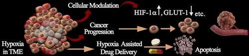 Hypoxia: Intriguing Feature in Cancer Cell Biology