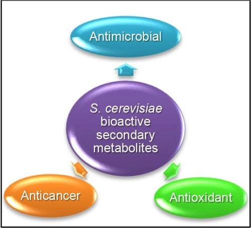 Saccharomyces cerevisiae Bioactive Metabolites: Characterization and Biological Activities