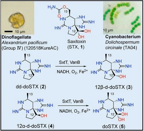 Synthesis and Identification of decarbamoyloxySaxitoxins in Toxic Microalgae and their Reactions with the Oxygenase, SxtT, Reveal Saxitoxin Biosynthesis