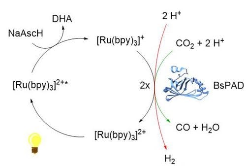 Photocatalytic CO2 Reduction Using CO2‐Binding Enzymes