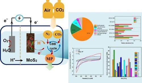Enhanced Microbial Protein Production from CO2 and Air by a MoS2 Catalyzed Bioelectrochemical System