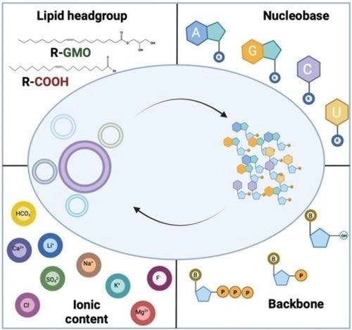 Nucleotide‐Protocell Interactions: A Reciprocal Relationship in Prebiotically Pertinent Environments