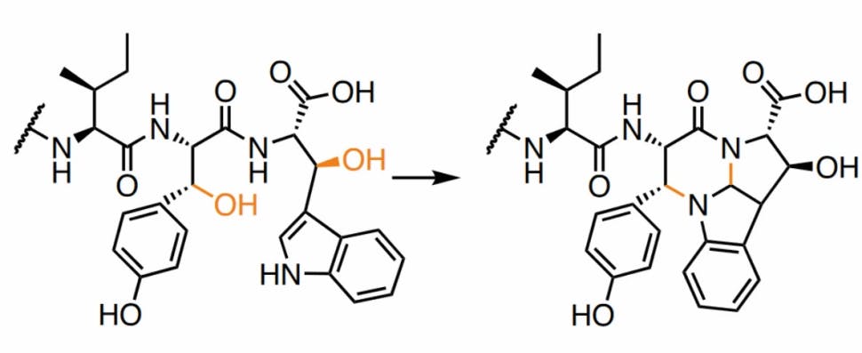 Biosynthese von Pyrroloindolinen