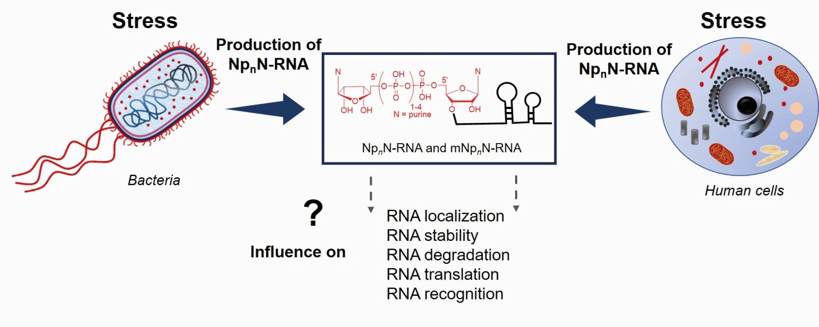 Chemical biology of nucleic acids