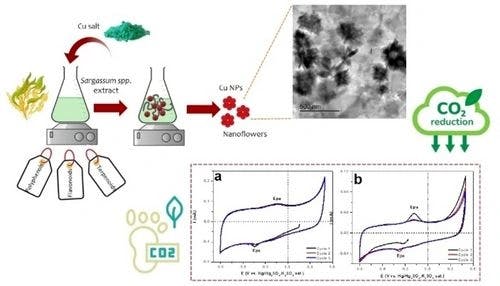 Green Synthesis of Copper Nanoparticles Using Sargassum spp. for Electrochemical Reduction of CO2