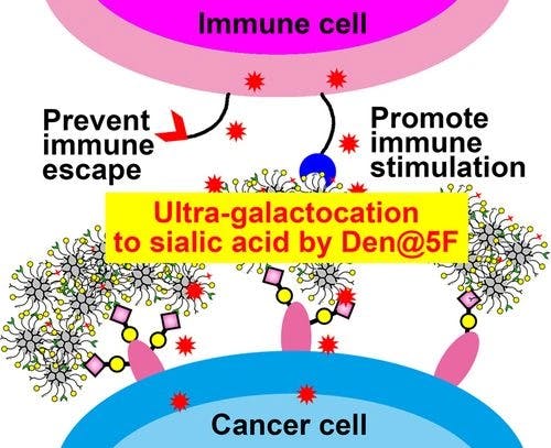 Ultra‐Galactocation to Sialic Acid on Tumor Cells with A Penta‐Functional Dendritic Probe for Enhanced Immune‐Killing