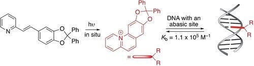 Photoinduced Reactions of Styrylpyridine Derivatives for the In Situ Formation of Selective Ligands for Apyrimidinic DNA