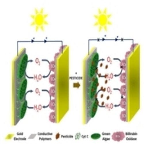 Design of a Novel Green Algae‐Based Biological Photovoltaic Cell with High Photocurrent and a Photoelectrochemical Biosensing Approach Utilizing the BPV for Pesticide Analysis in Water