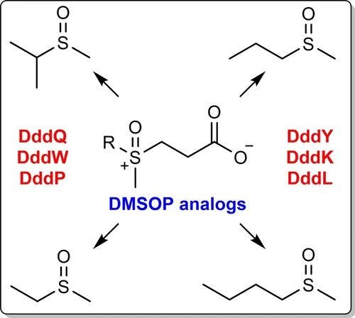 On the Substrate Scope of Dimethylsulfonium Propionate Lyases toward Dimethylsulfoxonium Propionate Derivatives