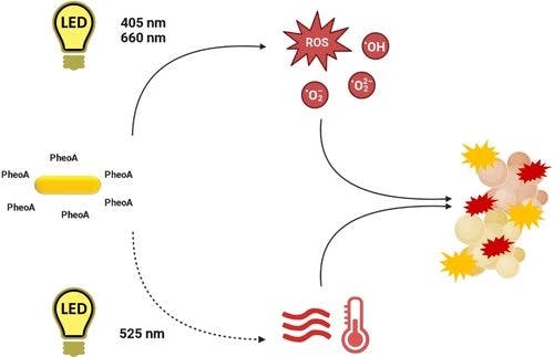 Modified gold nanoparticles modulated fluorescence and singlet oxygen generation of pheophorbide a as an effective platform for photodynamic therapy against Staphylococcus aureus