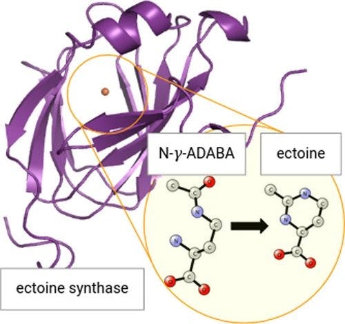 Bacteria at Work – Experimental and Theoretical Studies Reveal the Catalytic Mechanism of Ectoine Synthase