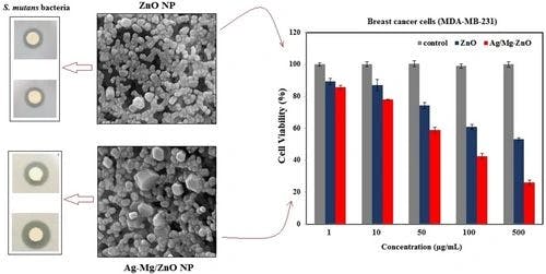 Study of Cytotoxic and Antibacterial Activity of Ag‐ and Mg‐Dual‐Doped ZnO Nanoparticles