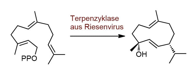 Terpenbiosynthese-Gene in Viren
