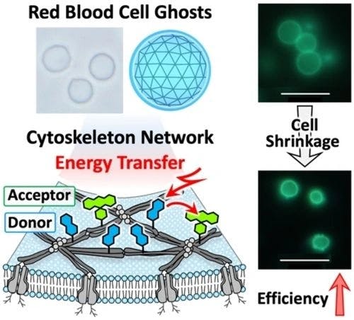 Energy Transfer on Cytoskeleton of Red Blood Cell Ghosts and their Efficiency Control by KCl Concentration‐induced Cell Shrinkage