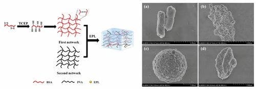 Bovine Serum Albumin/Polyvinyl Alcohol Double‐Network Hydrogel Containing ϵ‐Polylysine for Antibacterial Performance