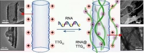Covalent Organic Frameworks as Nano‐Reservoir for Room Temperature RNA Storage