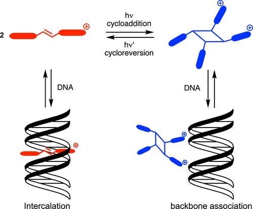 Photoinduced [2+2] and [4+4] Cycloaddition and Cycloreversion Reactions for the Development of Photocontrollable DNA Binders