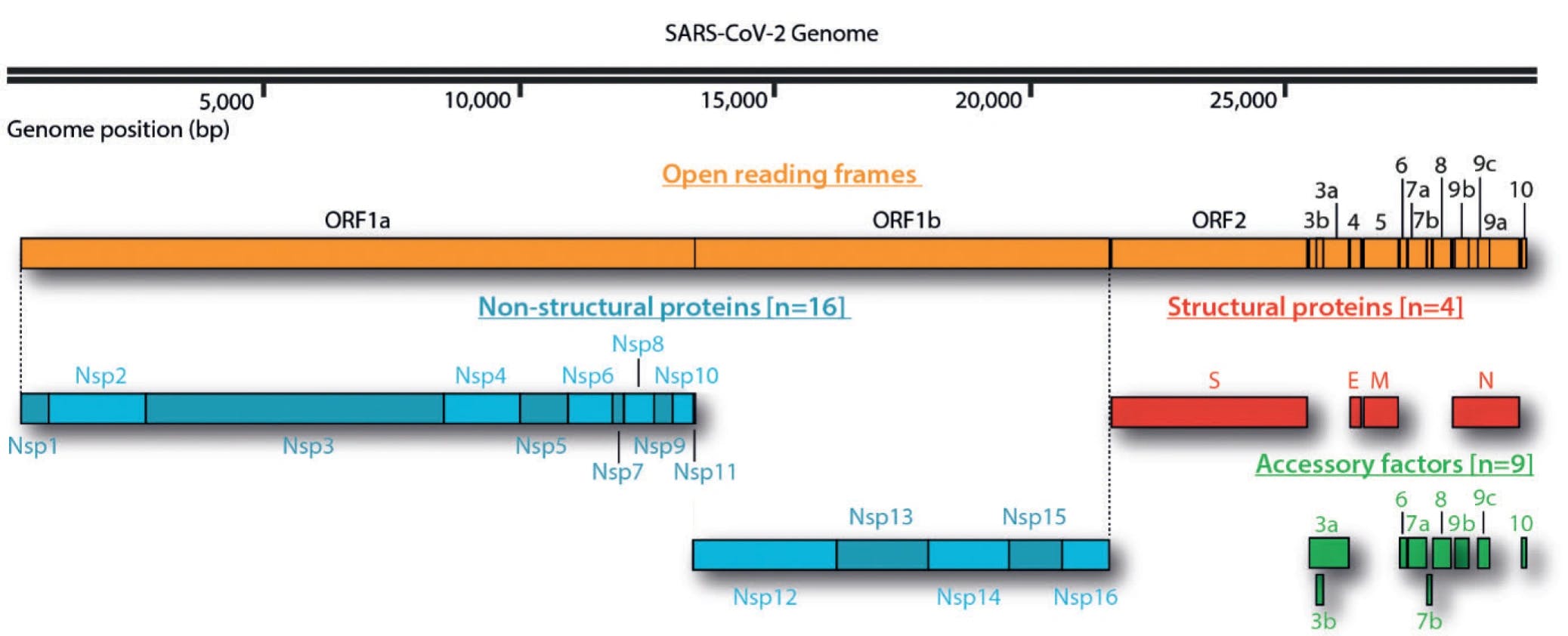 Trendbericht Biochemie: Strukturbiologie von Sars‐Cov‐2 mit NMR‐Spektroskopie