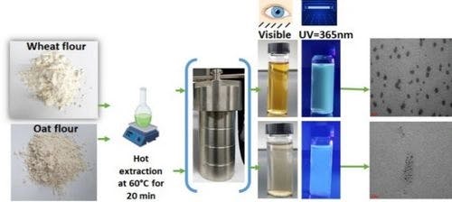 Commercial Wheat and Oat Flour Derived Fluorescent Carbon Quantum Dots through Sustainable Hydrothermal Synthesis and Their Biological Activities
