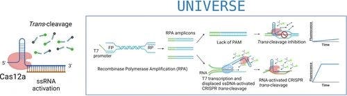 Intrinsic RNA Targeting Triggers Indiscriminate DNase Activity of CRISPR‐Cas12a