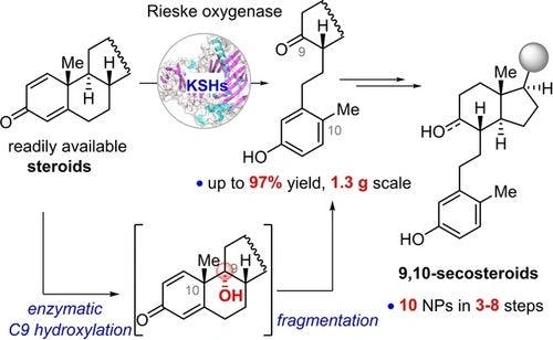 Biocatalytic Steroidal 9α‐Hydroxylation and Fragmentation Enable the Concise Chemoenzymatic Synthesis of 9,10‐Secosteroids