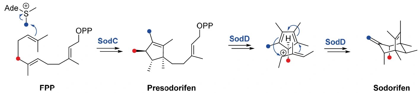 Biosynthese von Sodorifen enthält [4+3]-Cycloaddition