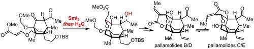 Total Synthesis of Pallamolides A−E