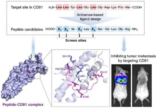 Synthetic Peptides with Genetic‐Codon‐Tailored Affinity for Assembling Tetraspanin CD81 at Cell Interfaces and Inhibiting Cancer Metastasis