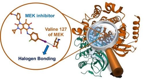 Structural Insights on the Role of Halogen Bonding in Protein MEK Kinase‐Inhibitor Complexes