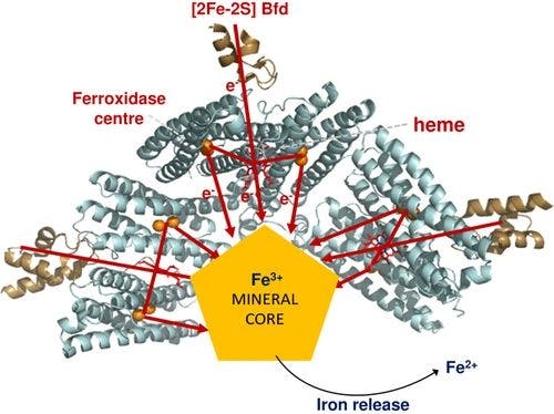 The Ferroxidase Centre of Escherichia coli Bacterioferritin Plays a Key Role in the Reductive Mobilisation of the Mineral Iron Core