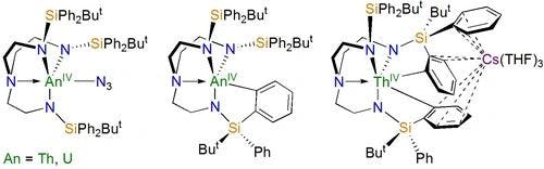 Actinide Triamidoamine (TrenR) Chemistry: Uranium and Thorium Derivatives Supported by a Diphenyl‐tert‐Butyl‐Silyl‐Tren Ligand