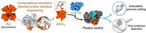 Engineering Anti‐CRISPR Proteins to Create CRISPR‐Cas Protein Switches for Activatable Genome Editing and Viral Protease Detection