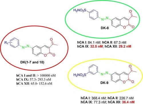 Exploring the potency of diazo‐coumarin containing hybrid molecules: Selective inhibition of tumor‐associated carbonic anhydrase isoforms IX and XII