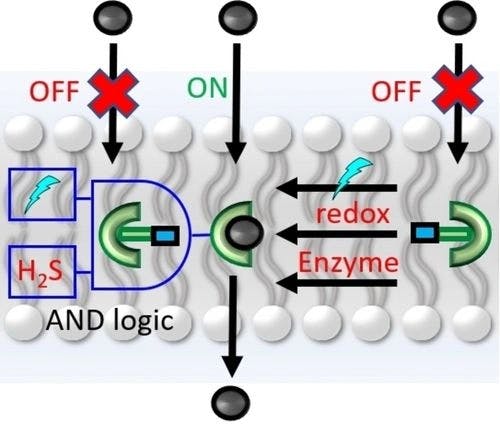Responsive Anionophores with AND Logic Multi‐Stimuli Activation