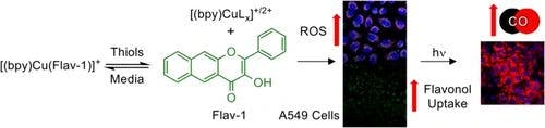 Investigating the Combined Toxicity of Cu(II) and Carbon Monoxide (CO); Cellular CO Delivery Using a Cu(II) Flavonolato Complex
