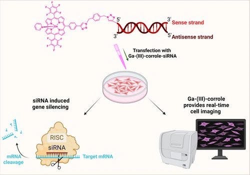 Direct Conjugation of Gallium‐(III)‐Corroles to Short Interfering RNA(siRNA) Providing Real‐Time siRNA Imaging and Gene Silencing