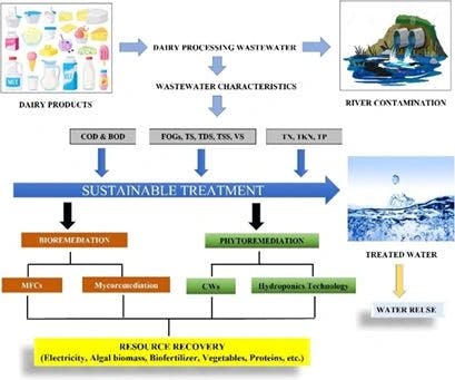 Phytoremediation: A Shift Towards Sustainability for Dairy Wastewater Treatment