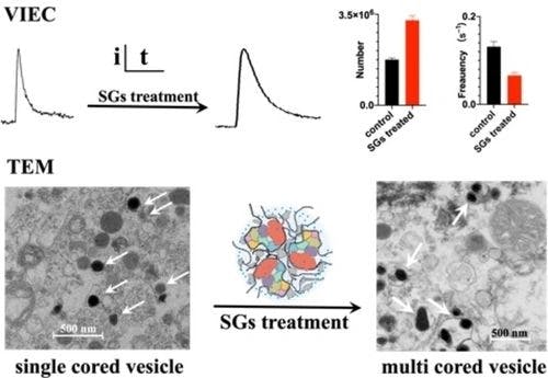 Amperometry and Electron Microscopy show Stress Granules Induce Homotypic Fusion of Catecholamine Vesicles