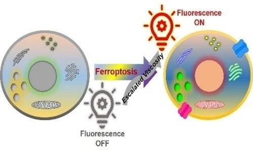 Unraveling Ferroptosis Mechanisms: Tracking Cellular Viscosity with Small Molecular Fluorescent Probes