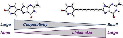 Cooperativity in Hydrogen‐Bonded Macrocycles Derived from Nucleobases
