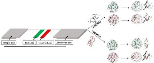 Direct Detection of Viral Infections from Swab Samples by Probe‐Gated Silica Nanoparticle‐Based Lateral Flow Assay