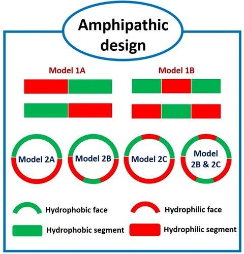 The amphipathic design in helical antimicrobial peptides
