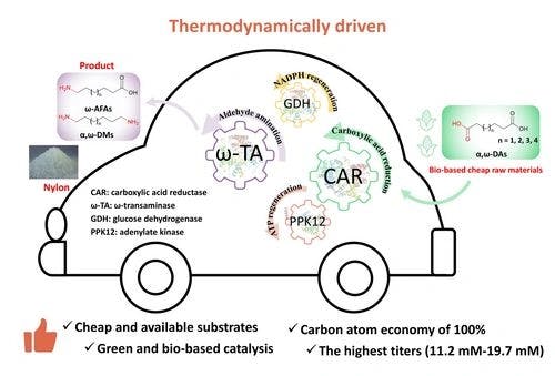 Development of a Thermodynamically Favorable Multi‐enzyme Cascade Reaction for Efficient Sustainable Production of ω‐Amino Fatty Acids and α,ω‐Diamines