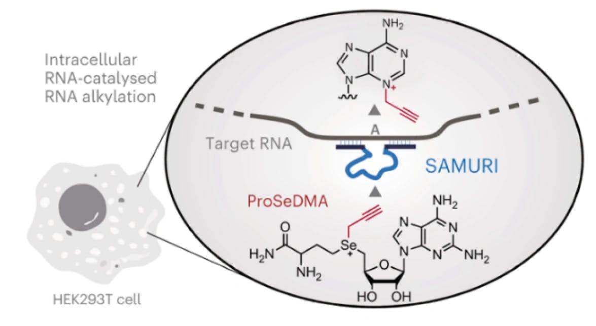 Selektive RNA-Modifizierung in lebenden Zellen