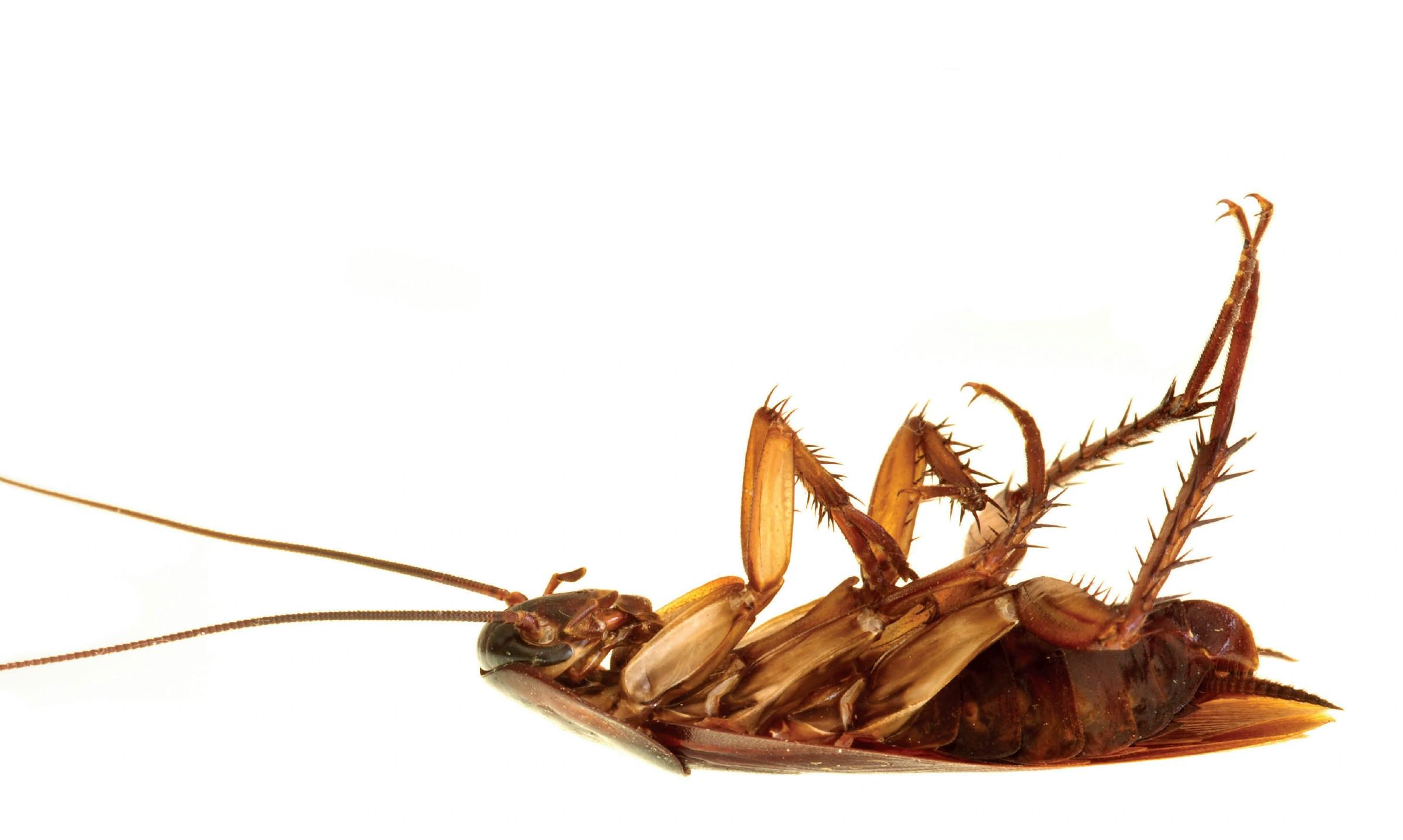 Ig‐Nobelpreis 2019: Tote Kakerlaken sind die besseren Magnete