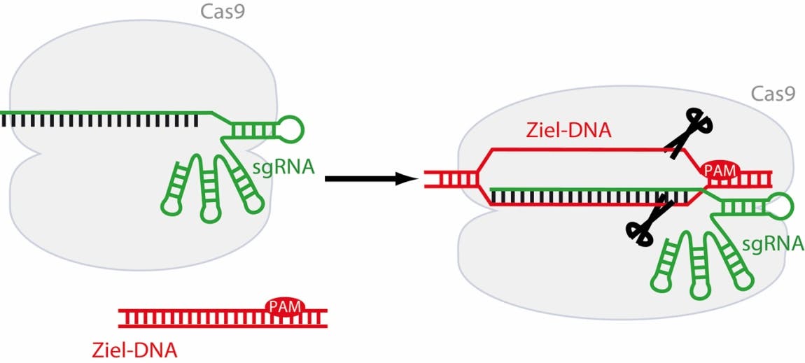 CRISPR‐Cas: Ein universelles Werkzeug für die Gentechnik