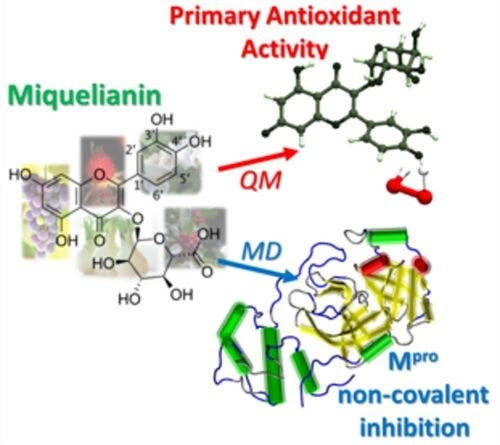 Primary Antioxidant Power and Mpro SARS‐CoV‐2 Non‐Covalent Inhibition Capabilities of Miquelianin